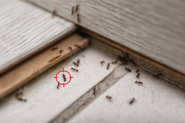 Best Best Pest Control Companies  in Balch Springs, TX
