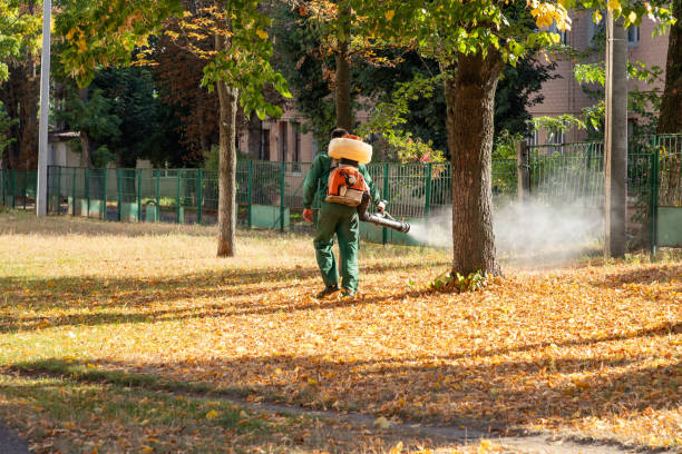 Best Pest Control Treatment  in Balch Springs, TX