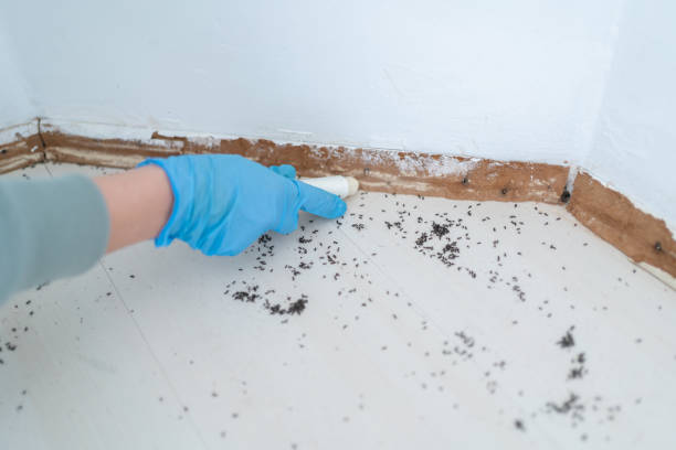 Best Residential Pest Control  in Balch Springs, TX