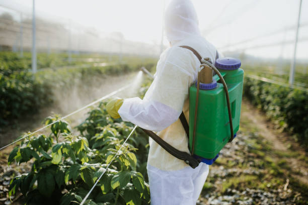 Best Affordable Pest Control Services  in Balch Springs, TX